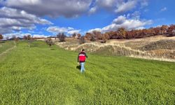 Kütahya Şaphane’de fenolojik bitki gözlemleri yapıldı
