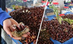 Kütahya’da vatandaşların kestaneye ilgisi arttı