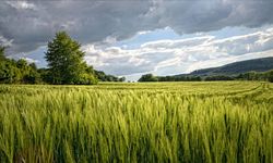 Kütahya'nın Merkezinde Tarla Satılacak: Mahkeme Son Tarihi Duyurdu