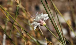 Muğla’da emekli öğretmen yeni bitki türü keşfetti