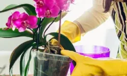 Orkideyi çürüten büyük hata: Evde herkes aynı yanlışı yapıyor