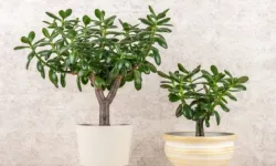 Para ağacı ne zaman ve nasıl budanmalı?