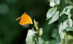 Şeb -i Arus için tropikal kelebek bahçesi hazır