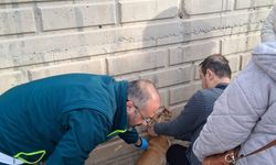 Tavşanlı’da kedi ve köpeklere mikroçip ve kuduz aşısı