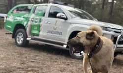 Afyonkarahisar'da köpek dövüştüren 14 şüpheli yakalandı