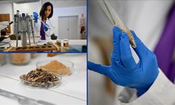 Çocuklarda propolisin etkileri araştırıldı