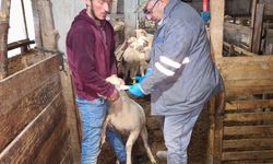 Kütahya Emet’te kuzu kimliklendirme çalışması yapıldı