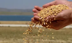 TMO, baldo, cammeo ve osmancık çeltik alım fiyatlarını açıkladı