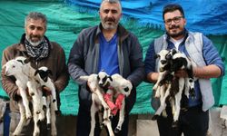 Denizli'de koyun tek doğumda 9 kuzu yaptı