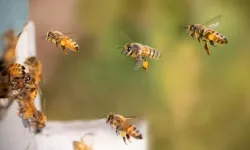 Bal arılarından ilham alan yeni nesil GPS teknolojisi geliştiriliyor