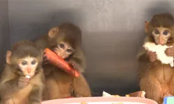 Bursa’da makak maymunu yavrularına özel bakım