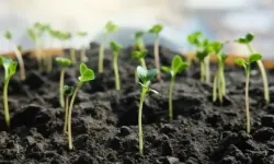 Ekimden önce yapılan bu işlem tohumların çimlenmesini hızlandırıyor