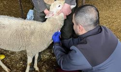 Kütahya Pazarlar’da şap Sero-Surveyans numune çalışması