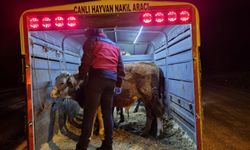 Kütahya Simav’da hayvan hastalıklarına karşı yolda denetim