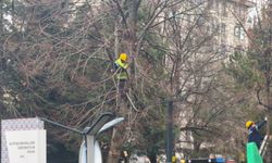 Kütahya’da Zafer Meydanı’nda ağaç budama çalışması yapıldı