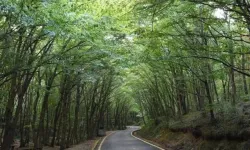 Orman sınırlarında değişiklik 21 ili kapsıyor