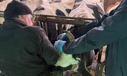 Kütahya Şaphane’de büyükbaş hayvanlara aşılama yapıldı