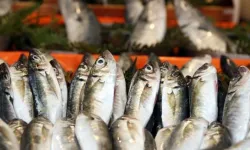 Şubat ayında hangi balık yenir?