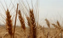 TMO buğday stoklarını günlük satışa açtı