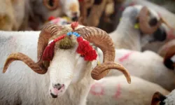 2026 Kurban Bayramı hangi günlere denk geliyor?