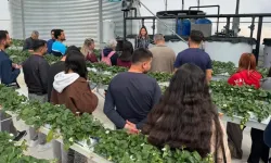 Antalya’da öğrenciler topraksız çilek üretimini inceledi
