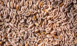 Doğal ozempic etkisi karnıyarık otu rehberi