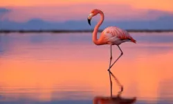 Flamingo testi dengeniz kaç saniye dayanıyor