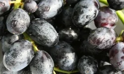 Göz altı morluklarına doğal çözüm üzüm çekirdeği yağı