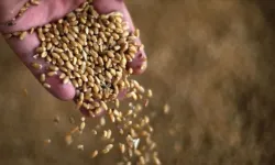 Hürmüz boğazı krizi tahıl fiyatlarını uçurdu