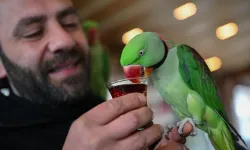 İskender papağanlarıyla ayrılmaz dostluk: Her yere birlikte gidiyorlar