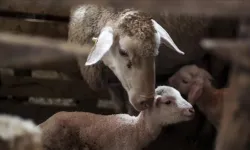 Küçükbaş hayvancılık destek başvuruları başlıyor