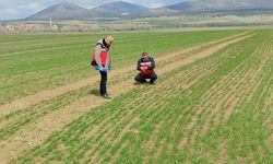 Kütahya Aslanapa’da buğday demonstrasyon çalışmaları sürüyor