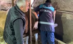 Kütahya Domaniç Kırık Köyünde hayvanlara şap ve brucella aşısı yapıldı