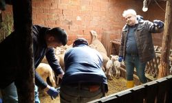 Kütahya Domaniç’te küçükbaş hayvanlara aşılama çalışması