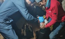 Kütahya Şaphane’de hayvanlara aşılama çalışması yapıldı