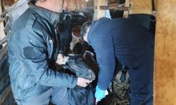 Kütahya Şaphane’de küçükbaş hayvanlara aşılama yapıldı