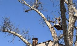 Kütahya’da asırlık çınarlar bahara hazırlanıyor