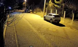 Kütahya’da sokak köpekleri mahalle sakinlerini bezdirdi