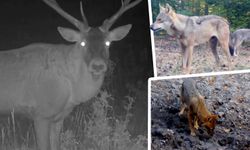 Kütahya’nın yaban hayatı kameralarda