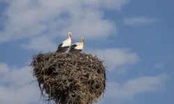 Leylekler Tunceli’de yuvalarına döndü