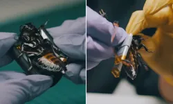 NATO’nun yeni “casusları”: Siber hamamböcekleri