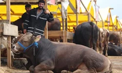 Kurban kesimine yeni kurallar: Hijyen, denetim ve ağır cezalar geliyor