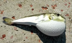 50 milyon balon balığı ekosisteme girmedi