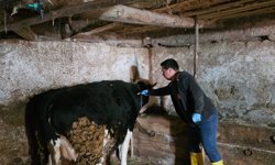 Kütahya Emet’te Büyükbaş hayvanlara aşılama ve küpeleme