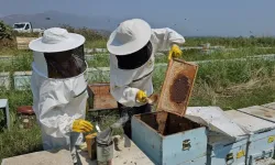 Aydın Kuyucak’ta üretilen arı kovanları dünya pazarında