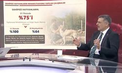 Bakan Çiftçi: Sokak hayvanlarının yüzde 75’i toplandı