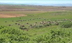 Balıkesirli iki kardeş, memlekete dönüp koyunculuğu sürdürüyor