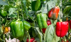 "Birlikte ekim" ile verimliliği artan 9 bitki