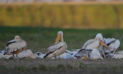 Bursa Karacabey’de taşkın alanları göçmen kuşlara yuva oldu