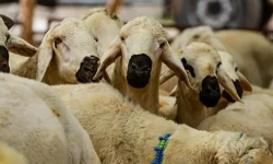 Diyanet, 2026 yılı vekaletle kurban kesim bedelini açıkladı